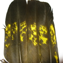 Capercailli  tail feathers yellow (2 ����)